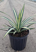10" Agave Americana Mediopicta Alba